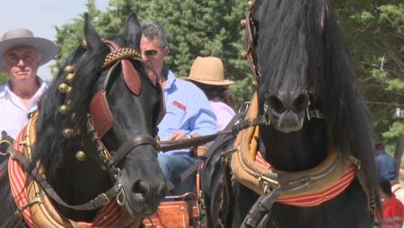 Imagen Los caballos toman el centro de Sanse