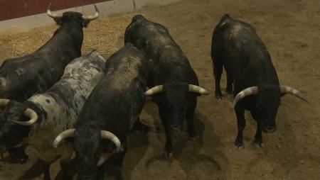 Imagen Los corrales, parada obligatoria en estas Fiestas