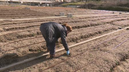 Imagen Huertos urbanos de Sanse: Más de 400 solicitudes para las 40 parcelas...