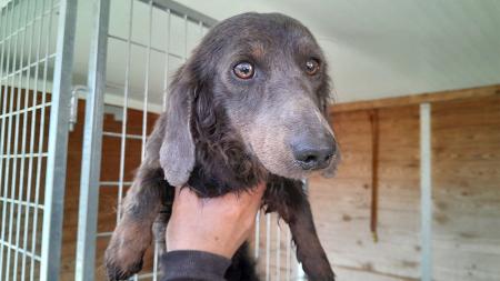 Imagen San Sebastián de los Reyes ofrece una nueva vida para estos perros...