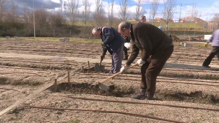 Imagen El primer cultivo en los huertos ecológicos de Sanse