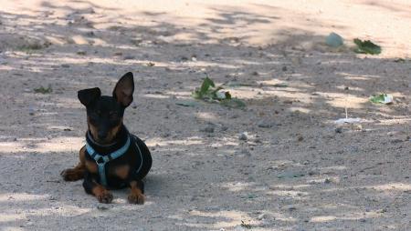 Imagen Sanse pone en marcha una campaña de control de mascotas