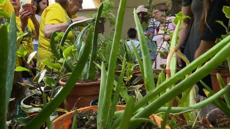 Imagen Regalando plantas con ACOM por el Día del Medio Ambiente en San Sebastián de los Reyes