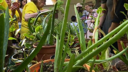 Imagen Regalando plantas con ACOM por el Día del Medio Ambiente en San...